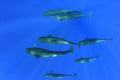   Pilot whales taken under permit  